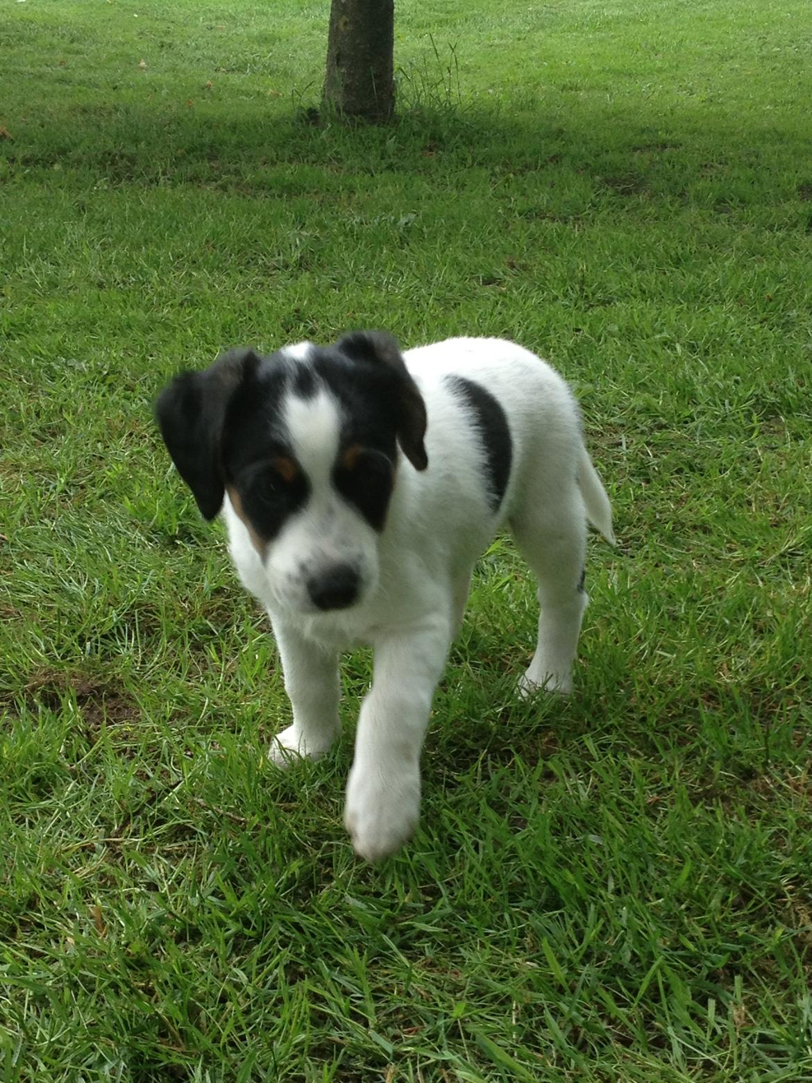 Blanding af racer Bernhart billede 15