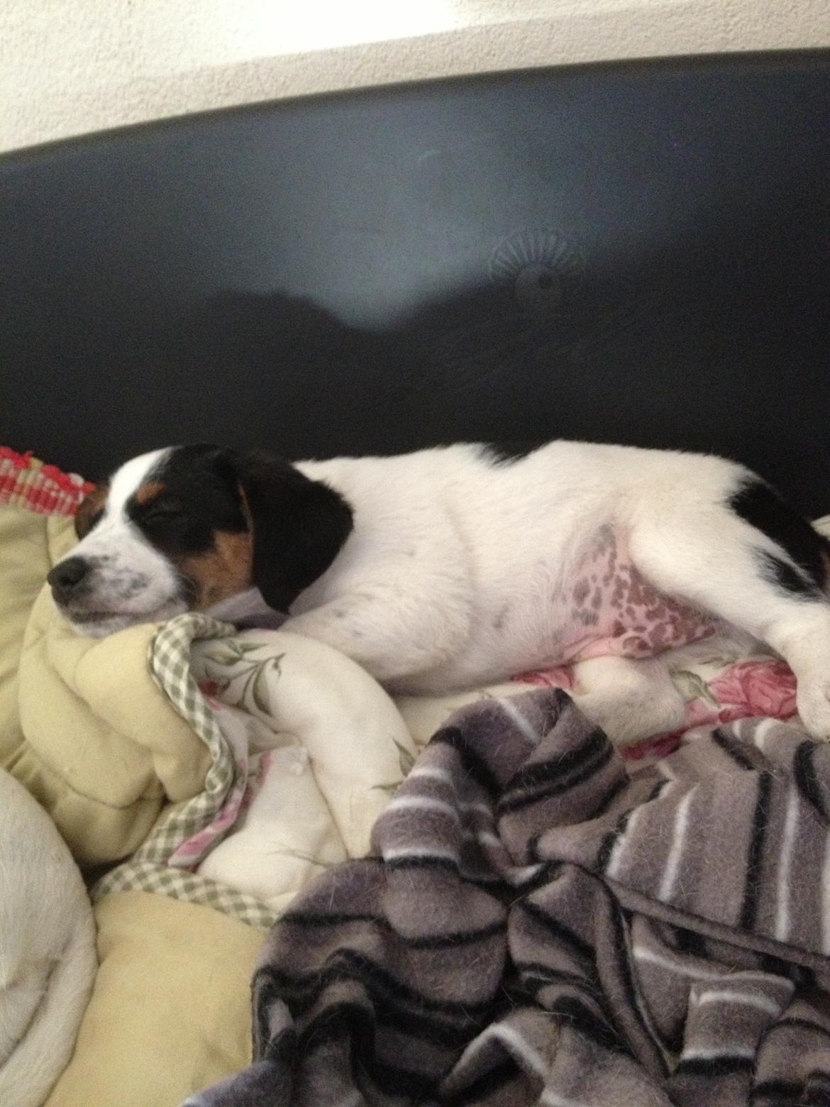 Blanding af racer Bernhart billede 12