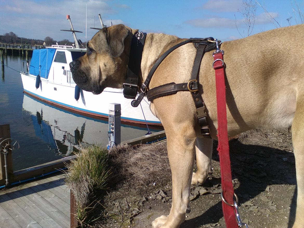 Perro de Presa Canario Rolf  billede 18