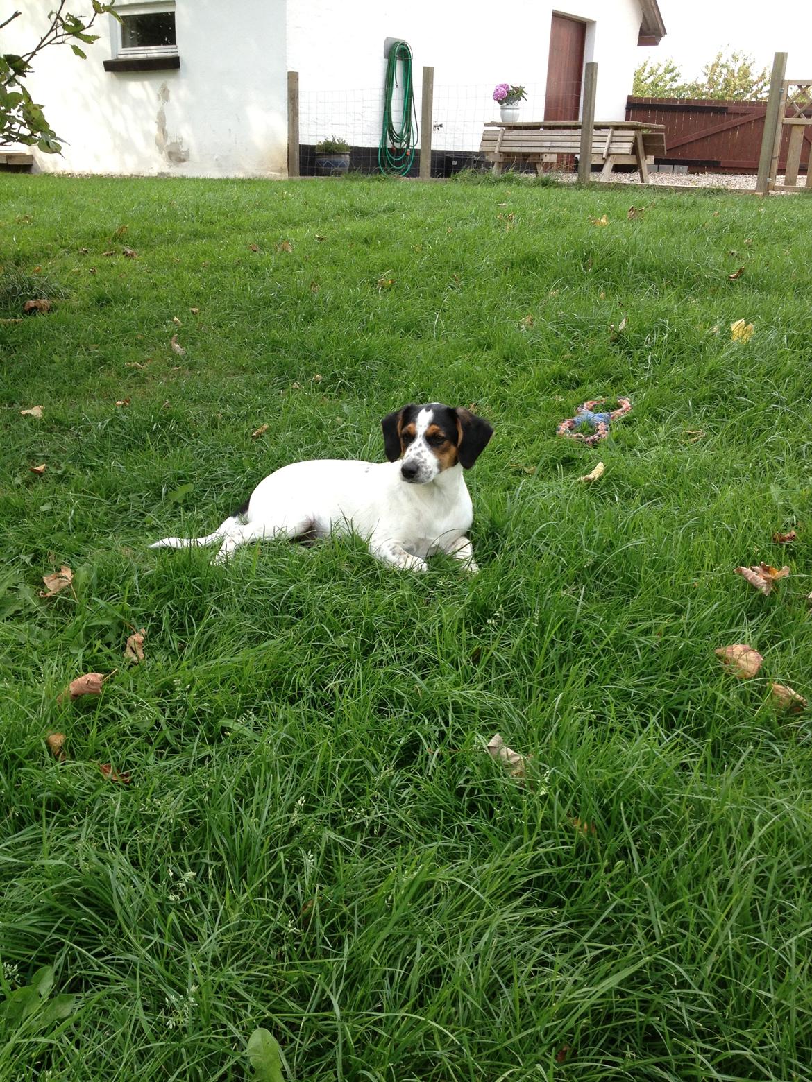 Blanding af racer Bernhart billede 16