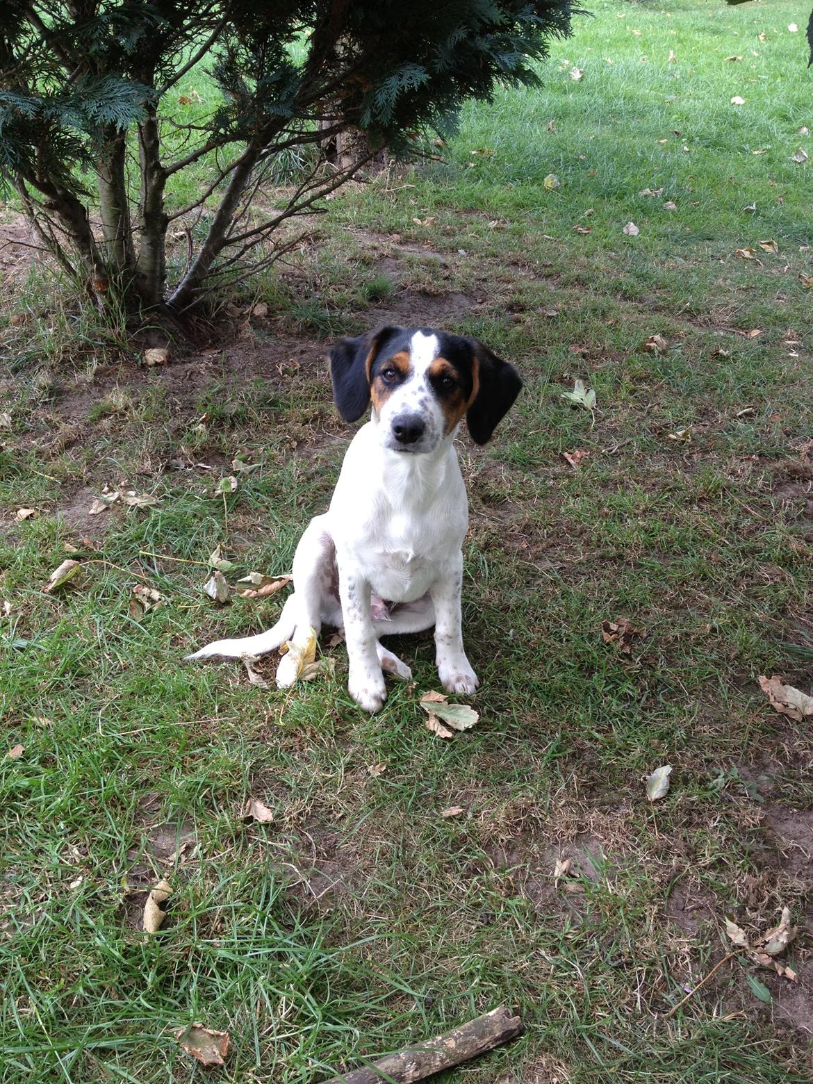 Blanding af racer Bernhart billede 17