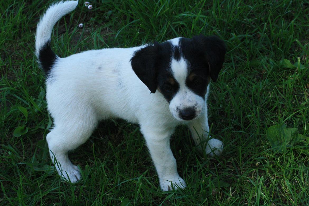 Blanding af racer Bernhart billede 18