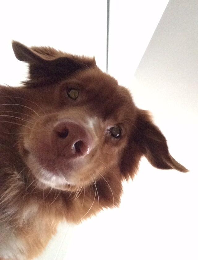 Nova scotia duck tolling retriever Take It Easy (Easy) billede 2