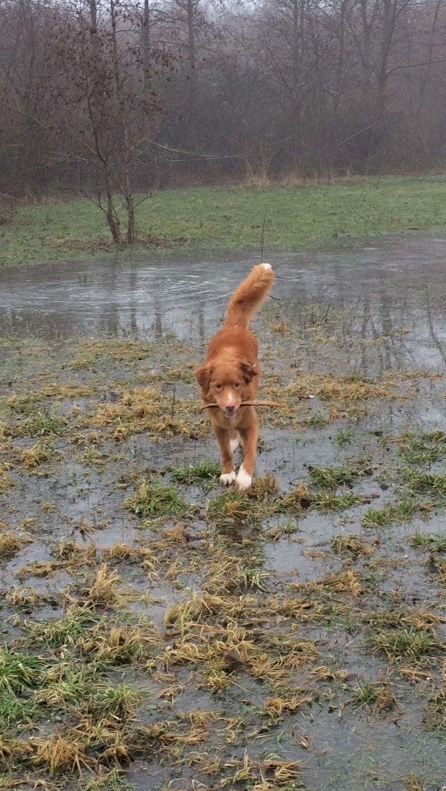 Nova scotia duck tolling retriever Take It Easy (Easy) billede 1