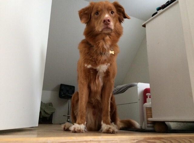 Nova scotia duck tolling retriever Take It Easy (Easy) billede 3