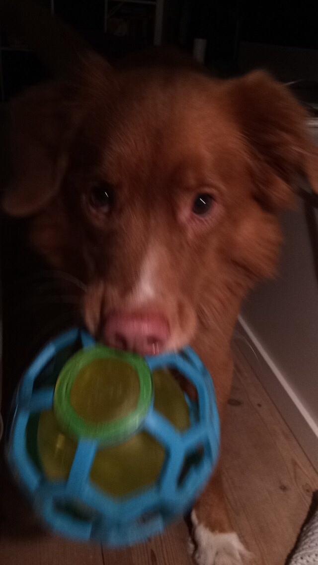 Nova scotia duck tolling retriever Take It Easy (Easy) billede 4