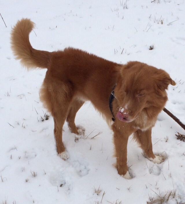 Nova scotia duck tolling retriever Take It Easy (Easy) billede 5