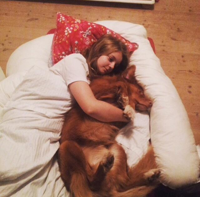 Nova scotia duck tolling retriever Take It Easy (Easy) billede 6