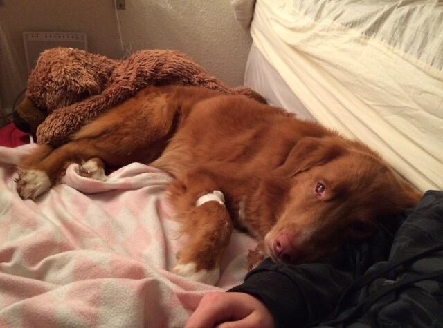 Nova scotia duck tolling retriever Take It Easy (Easy) billede 7