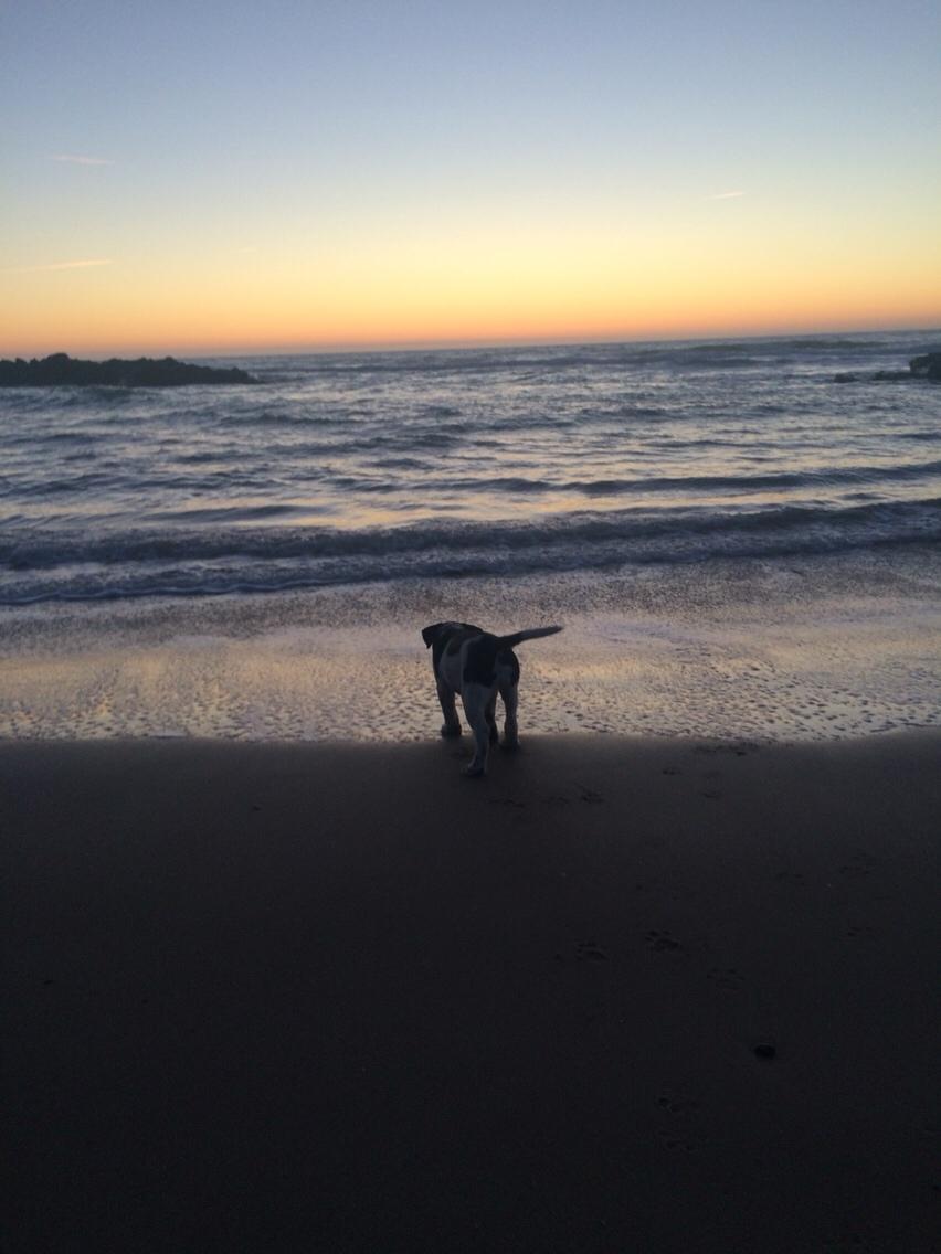 Blanding af racer Maggie billede 13