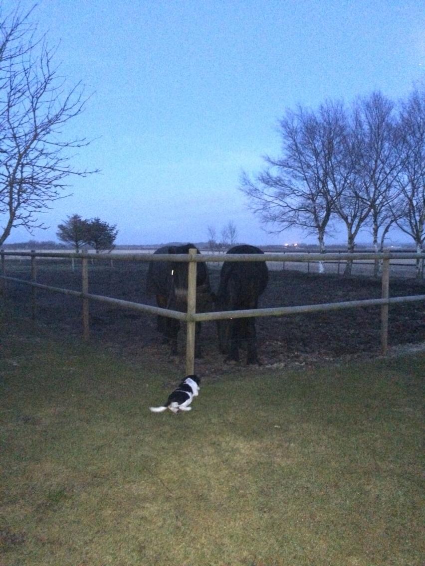 Blanding af racer Maggie billede 12