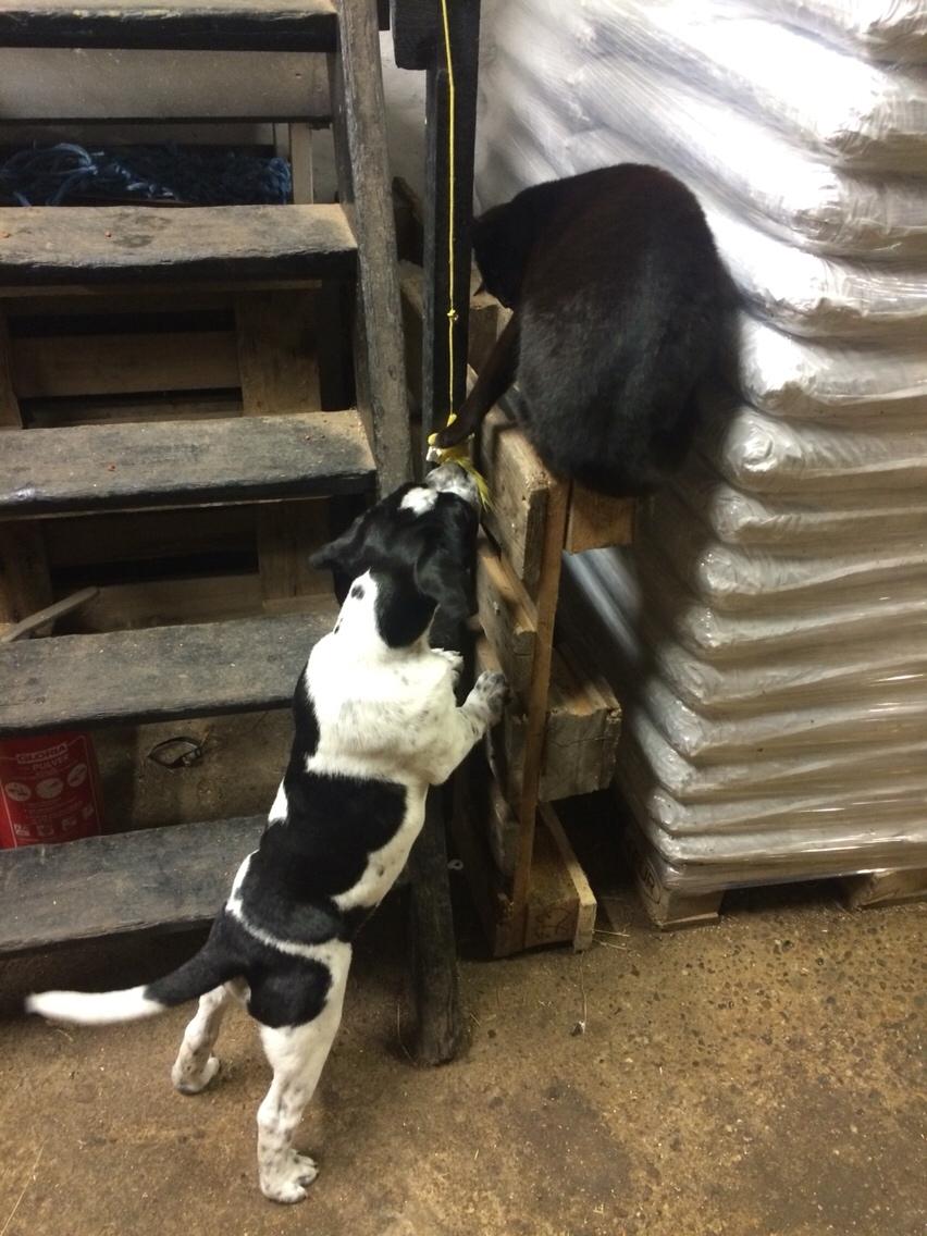 Blanding af racer Maggie billede 15