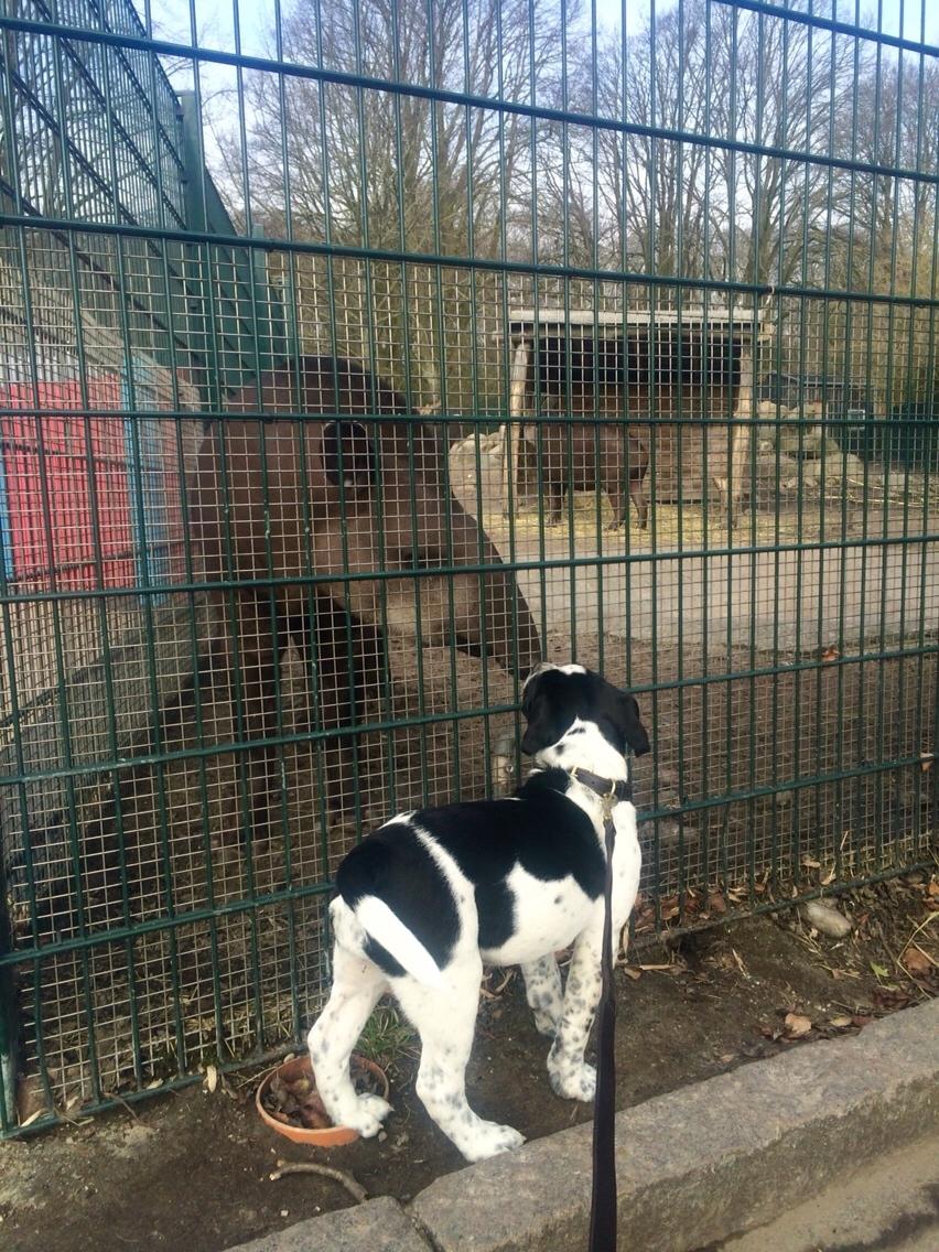 Blanding af racer Maggie billede 14