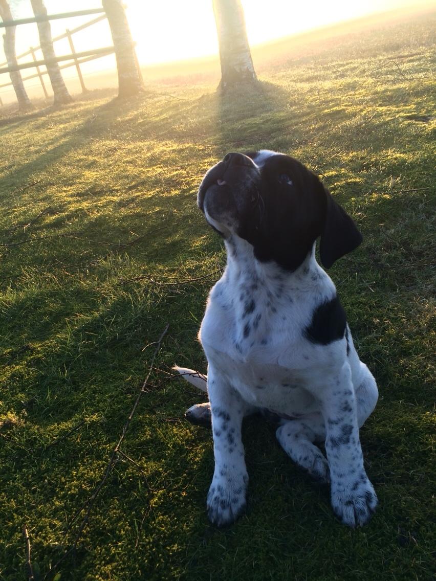 Blanding af racer Maggie billede 16