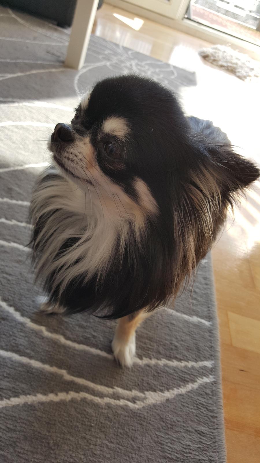 Chihuahua Charlie billede 1