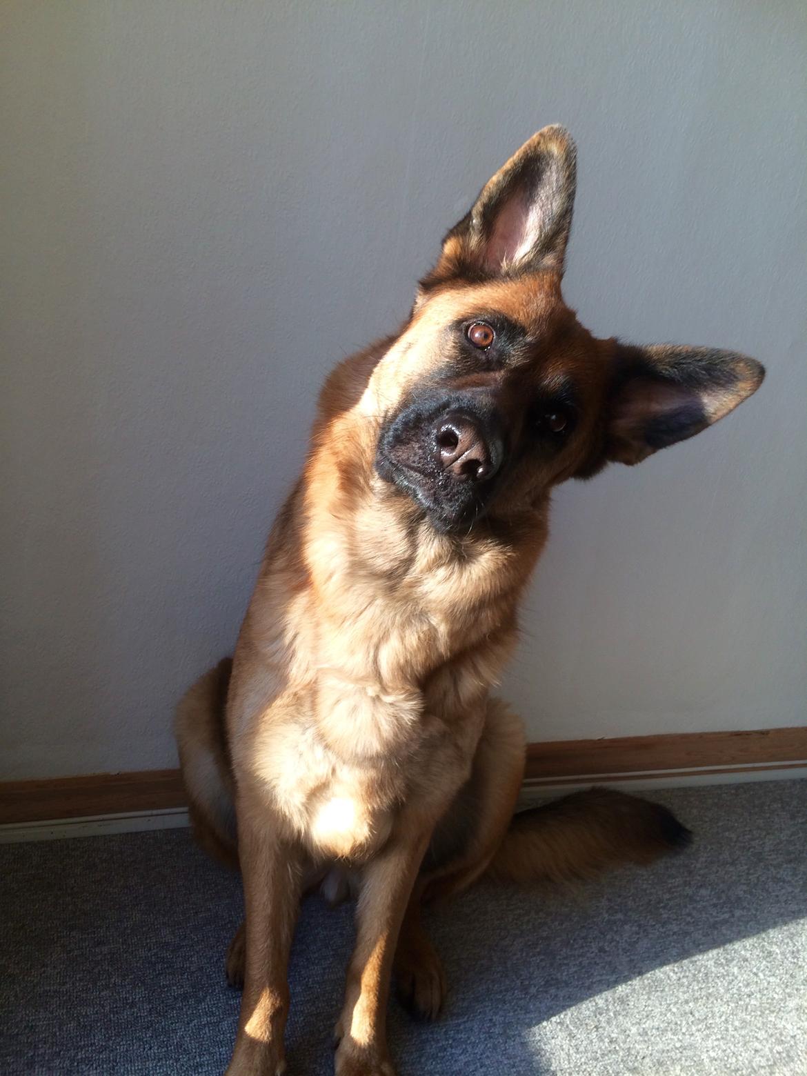 Schæferhund bella billede 16