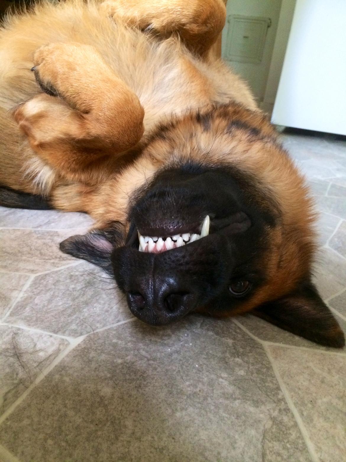 Schæferhund bella billede 8