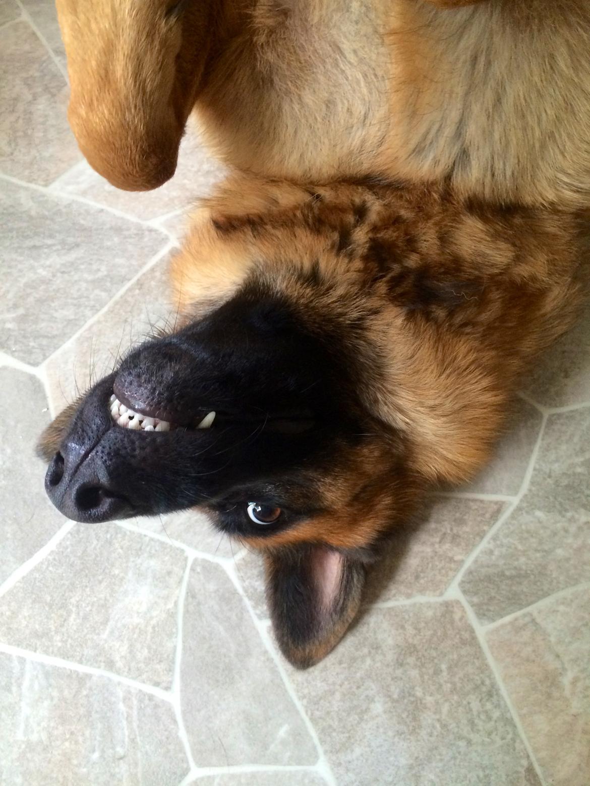 Schæferhund bella billede 9