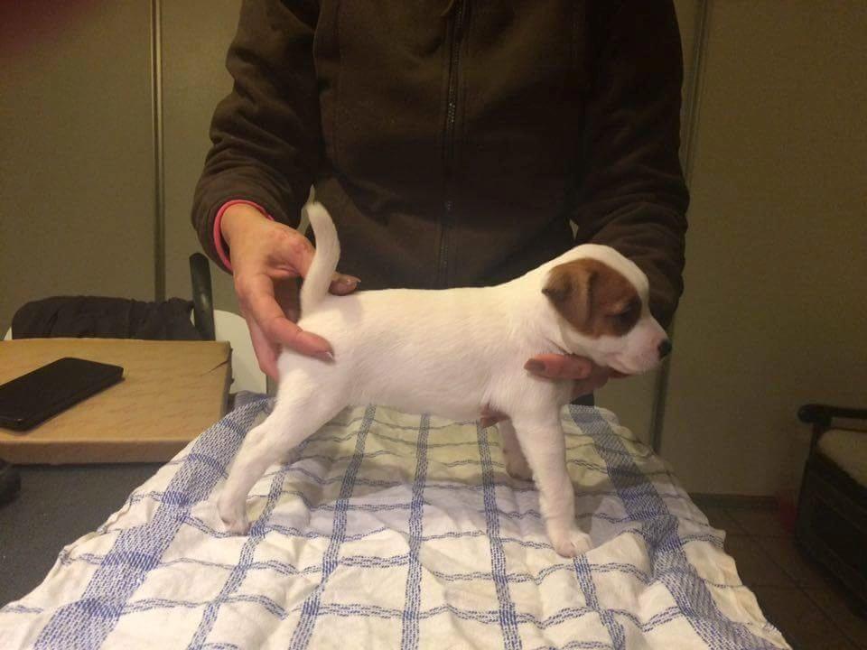 Jack russell terrier Demant's Connie af Top Noch (Saga) billede 1
