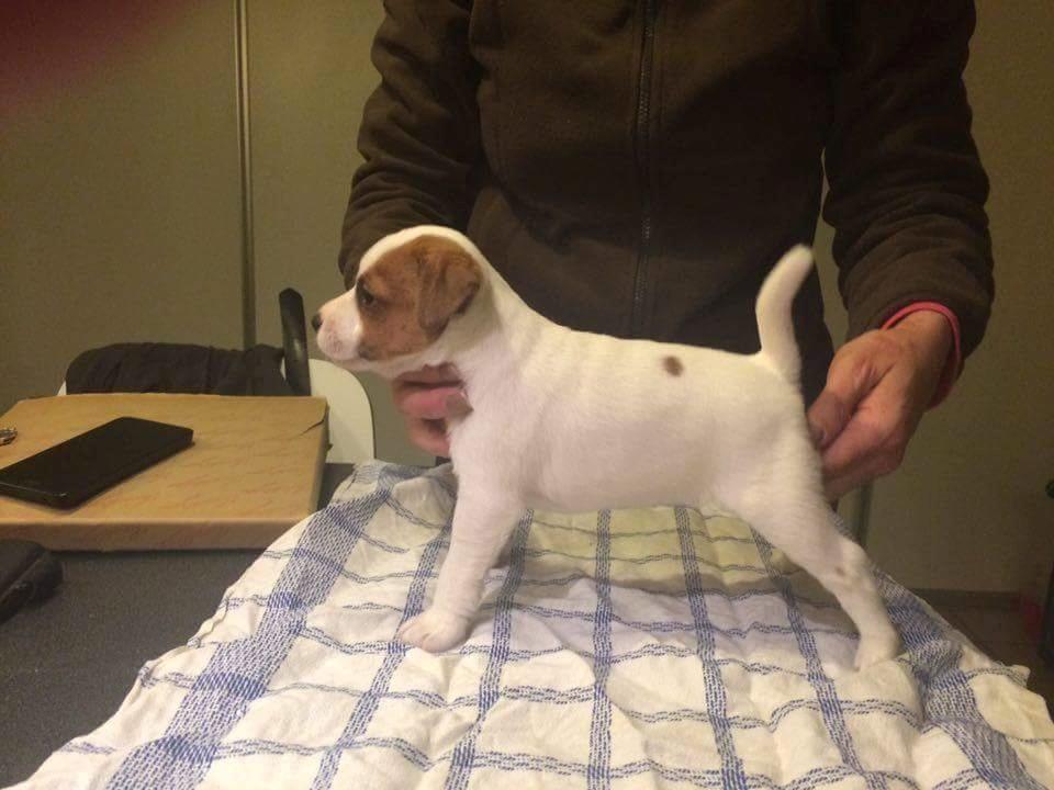 Jack russell terrier Demant's Connie af Top Noch (Saga) billede 2