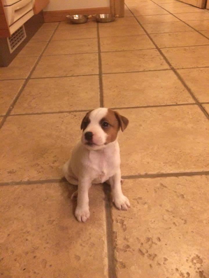 Jack russell terrier Demant's Connie af Top Noch (Saga) billede 3