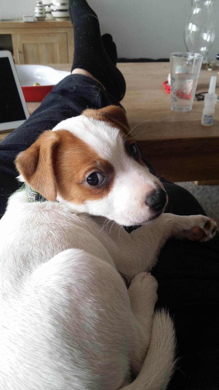 Jack russell terrier Demant's Connie af Top Noch (Saga) billede 4