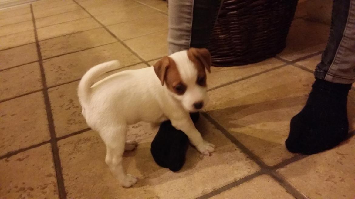 Jack russell terrier Demant's Connie af Top Noch (Saga) billede 5