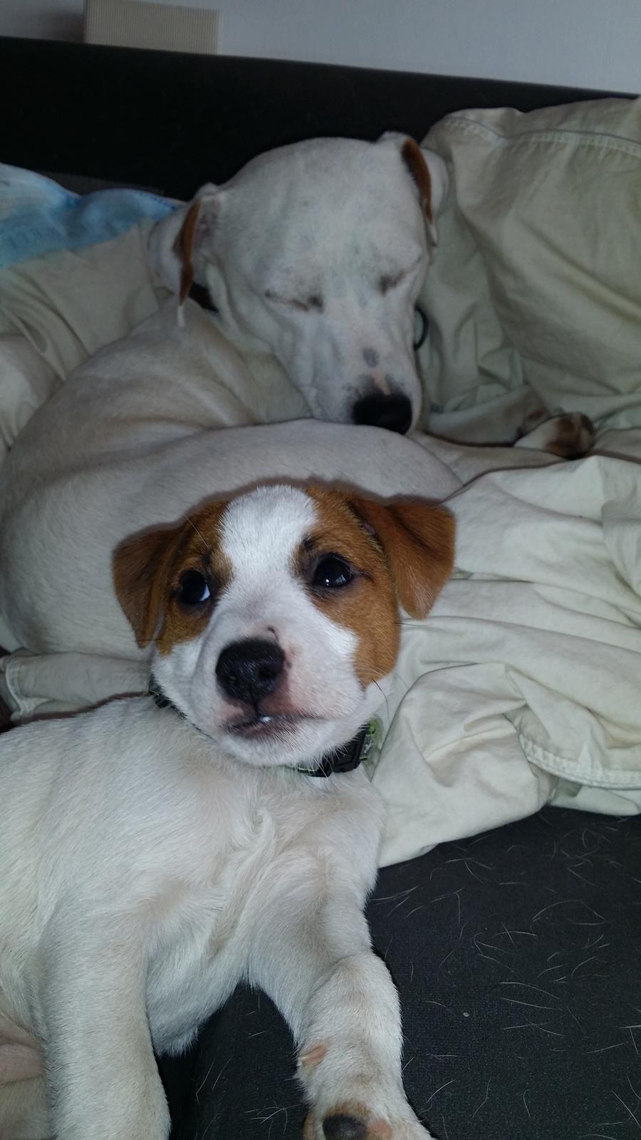 Jack russell terrier Demant's Connie af Top Noch (Saga) billede 6