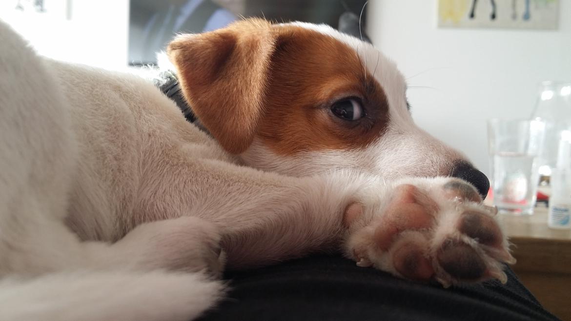 Jack russell terrier Demant's Connie af Top Noch (Saga) billede 7