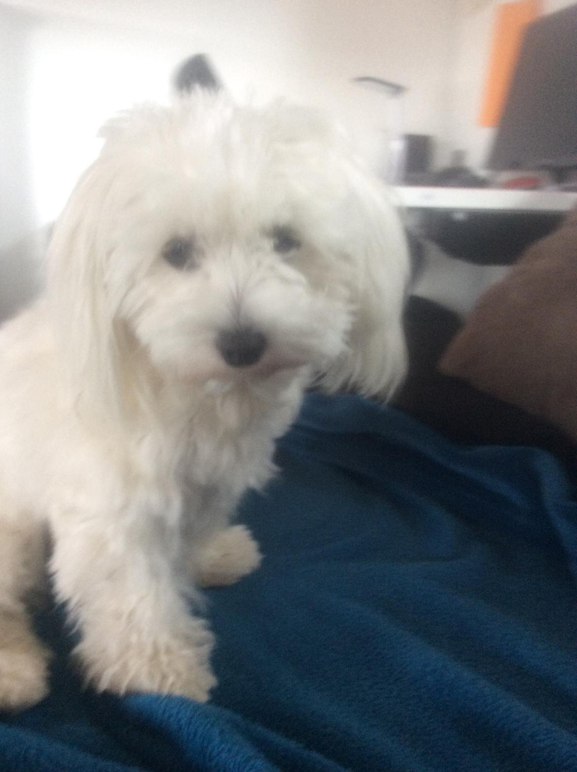 Malteser Fnuggi billede 1