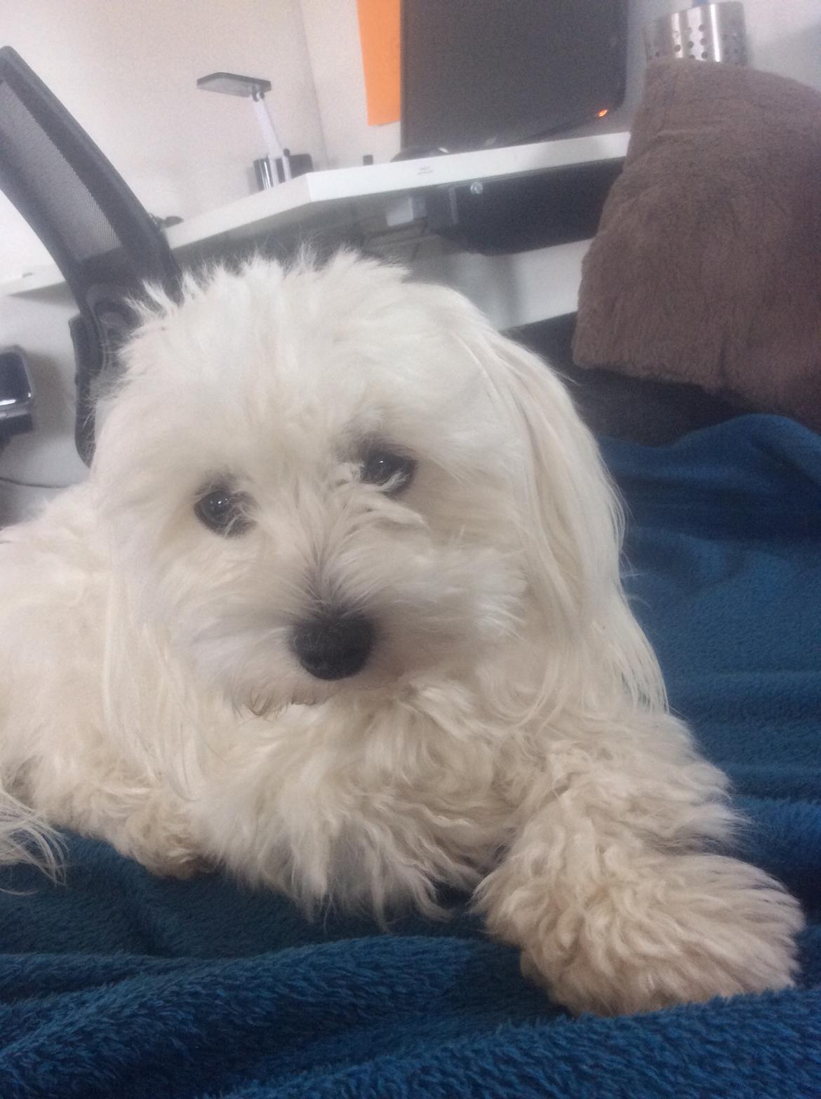 Malteser Fnuggi billede 2