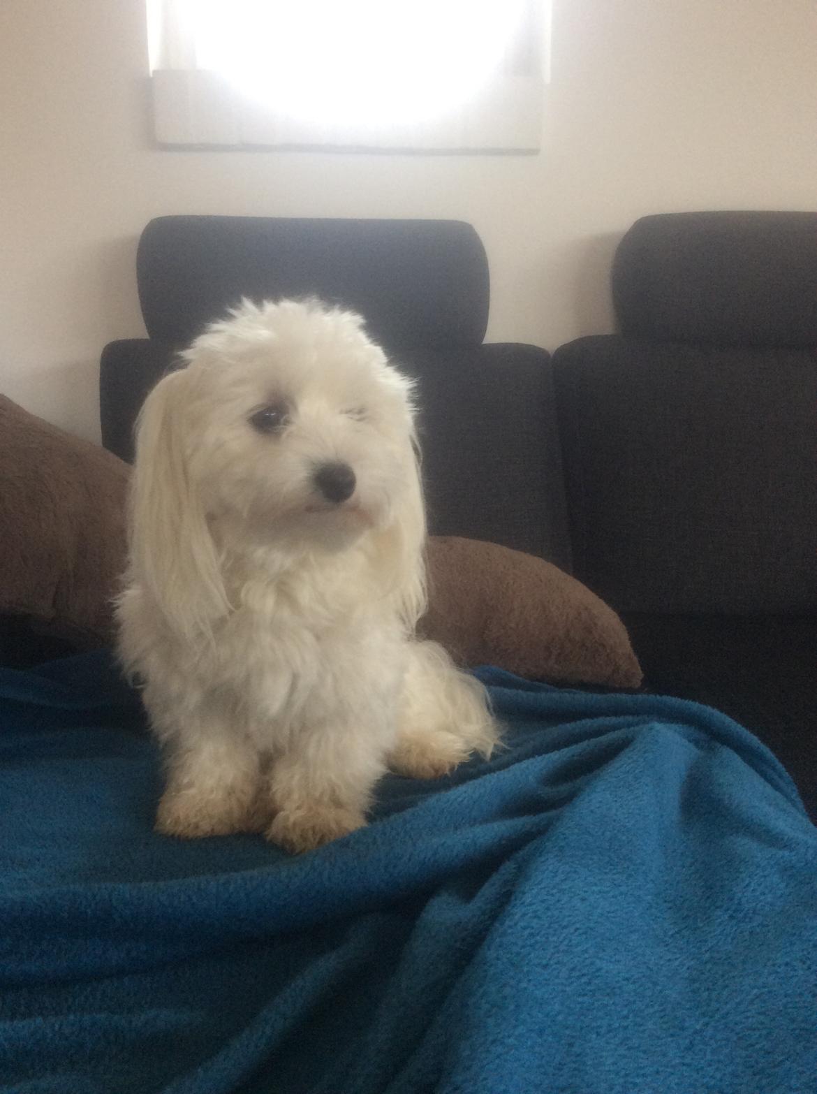 Malteser Fnuggi billede 3