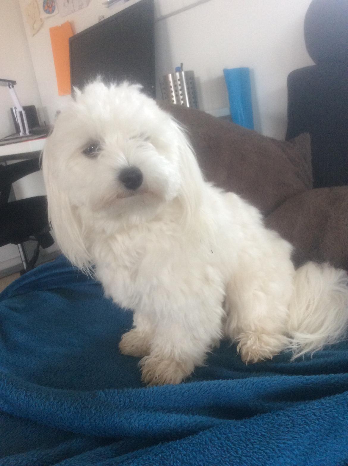 Malteser Fnuggi billede 4