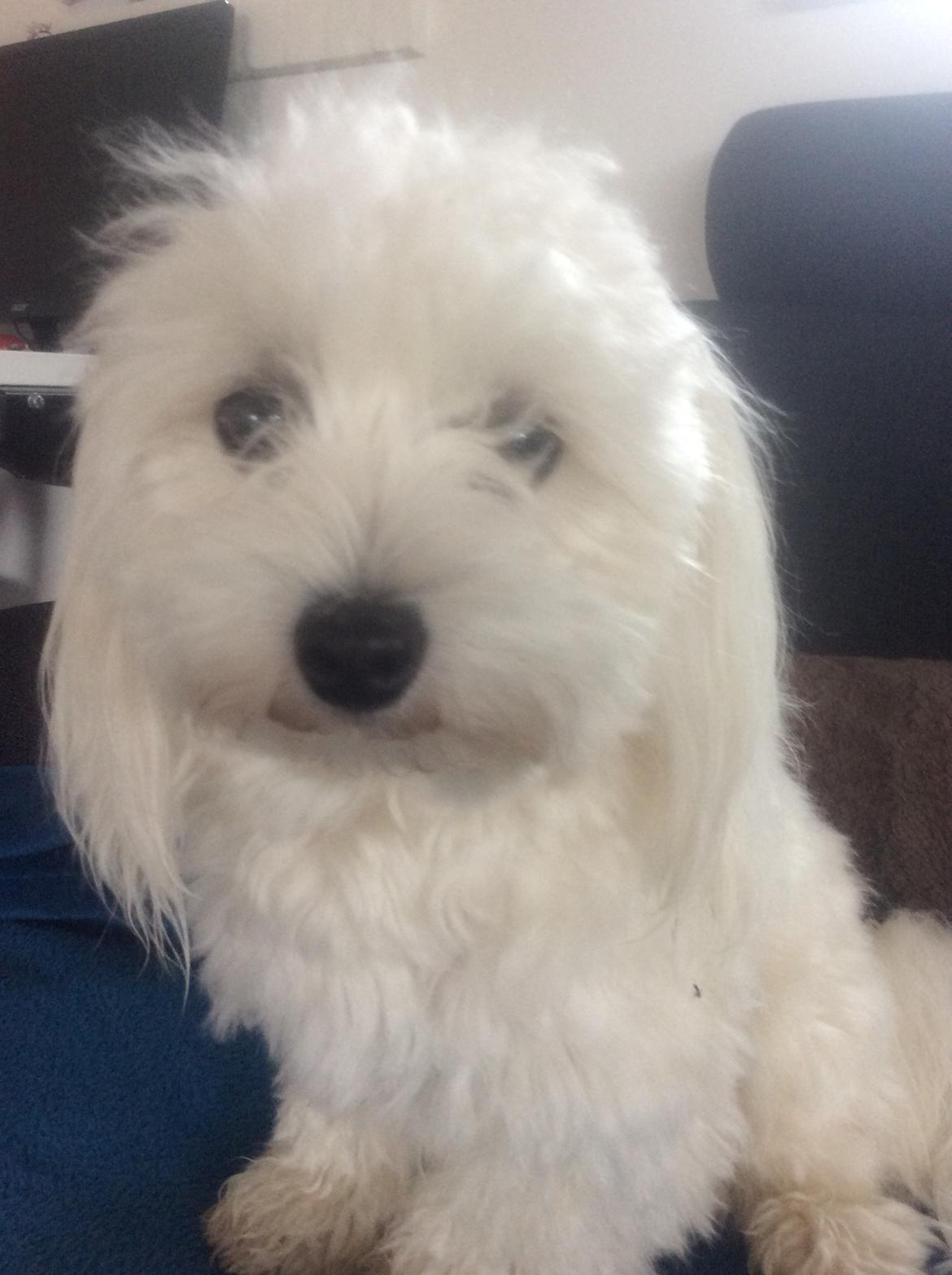 Malteser Fnuggi billede 5