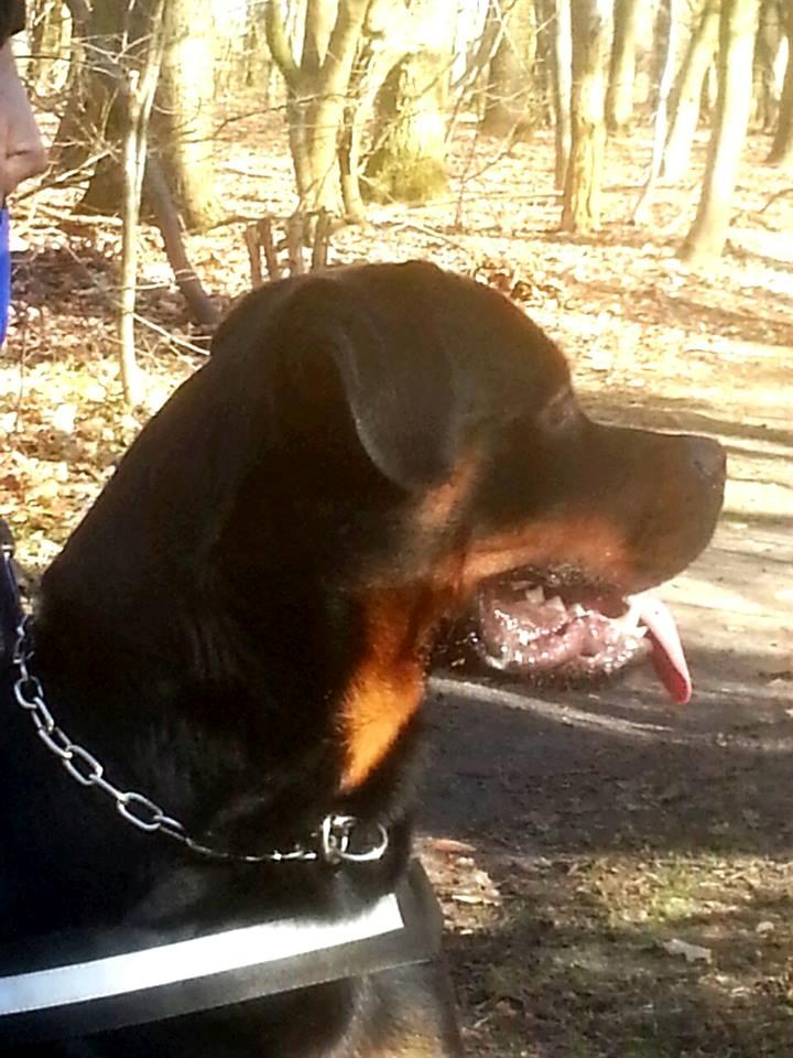 Rottweiler Hedegårds Xander billede 18