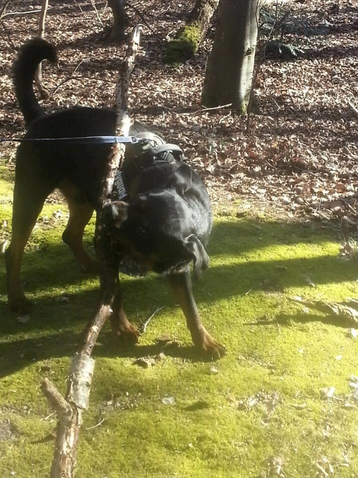 Rottweiler Hedegårds Xander billede 20