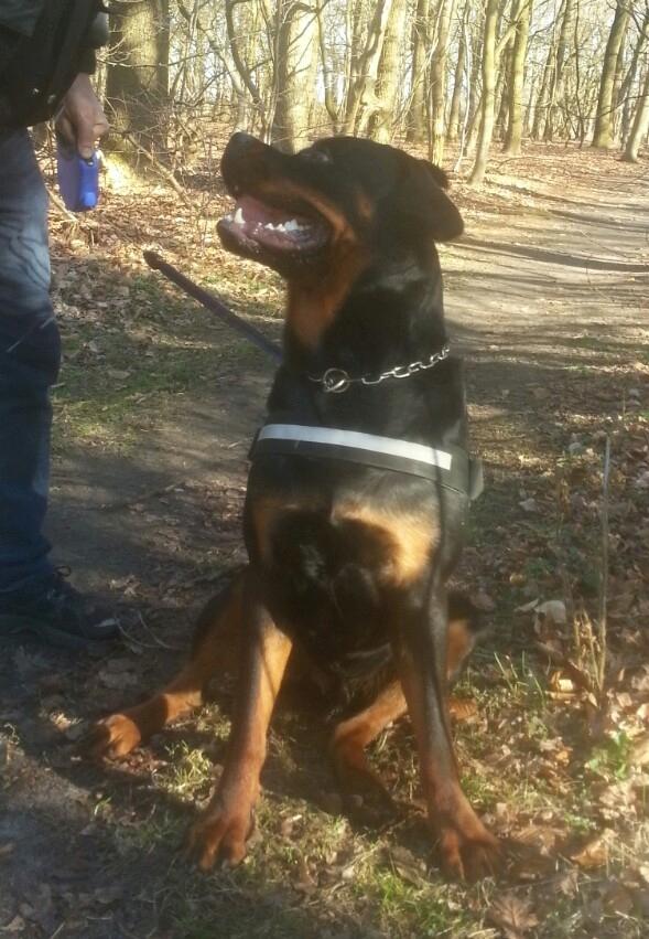 Rottweiler Hedegårds Xander billede 21