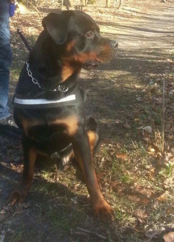 Rottweiler Hedegårds Xander billede 19