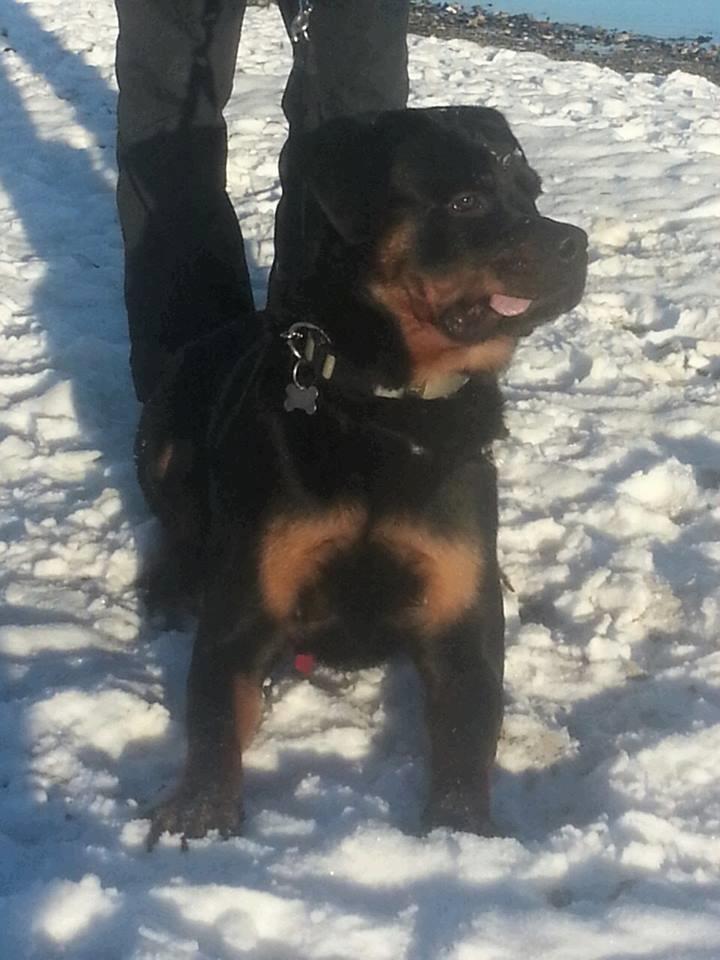 Rottweiler Hedegårds Xander billede 17