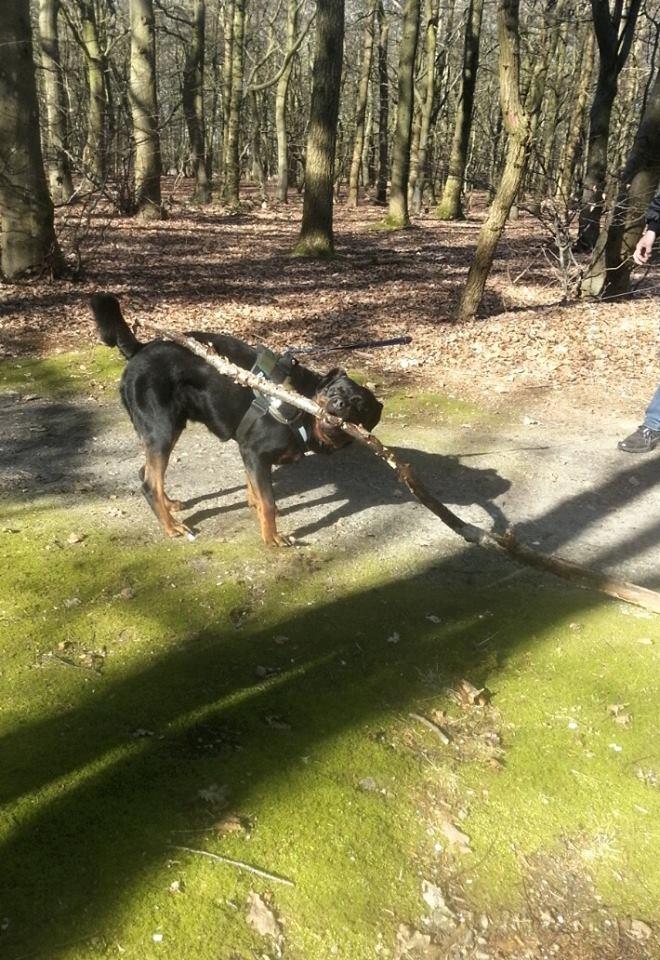 Rottweiler Hedegårds Xander billede 22