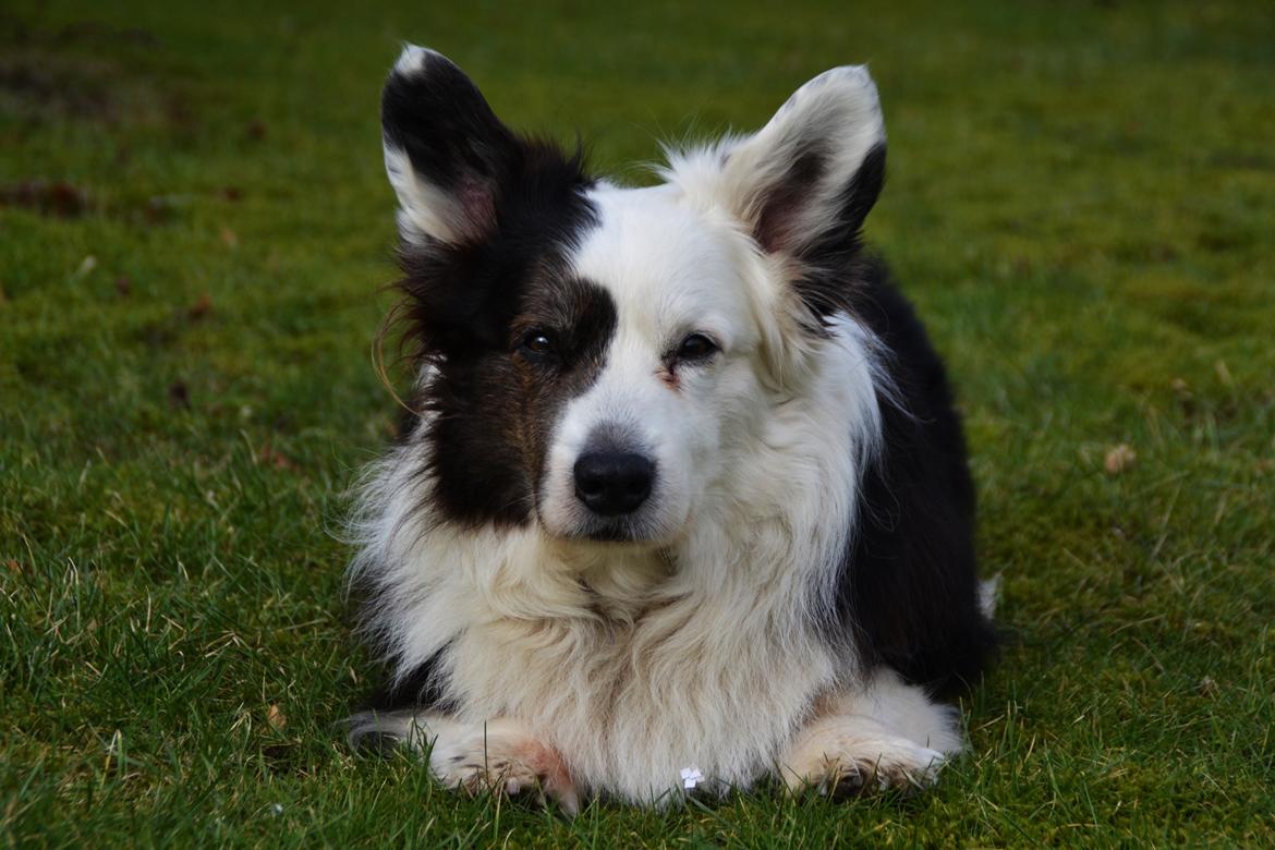 Welsh corgi cardigan Birkebakkens Samson billede 1