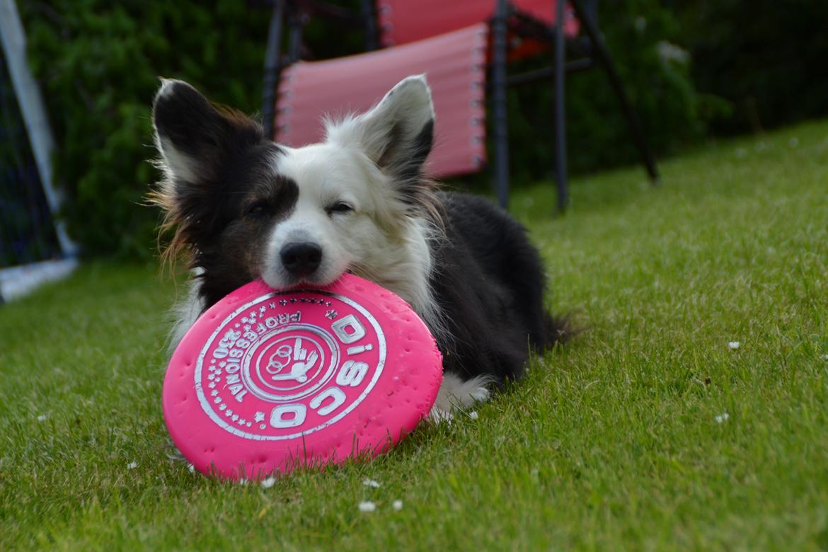 Welsh corgi cardigan Birkebakkens Samson billede 2