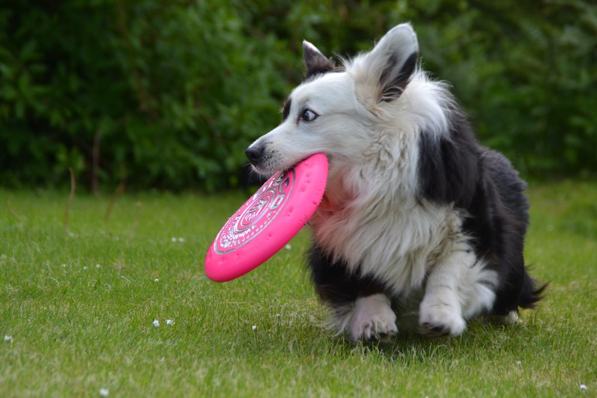 Welsh corgi cardigan Birkebakkens Samson - Ikke nemt når katten også vil lege billede 23