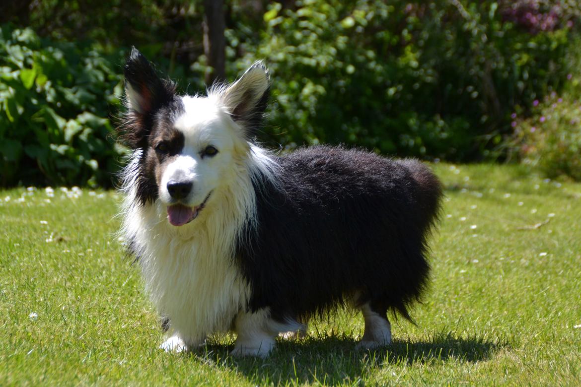 Welsh corgi cardigan Birkebakkens Samson billede 30
