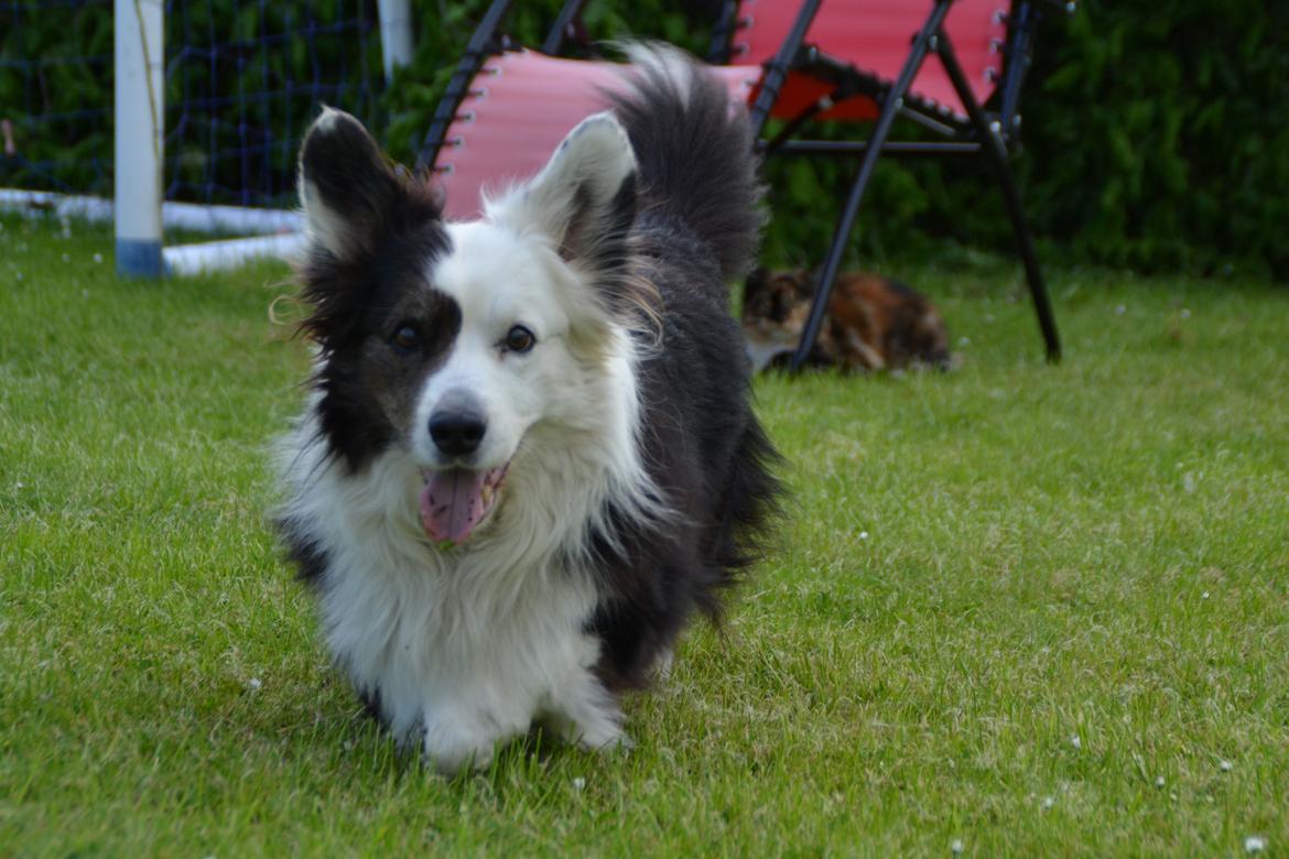 Welsh corgi cardigan Birkebakkens Samson billede 3