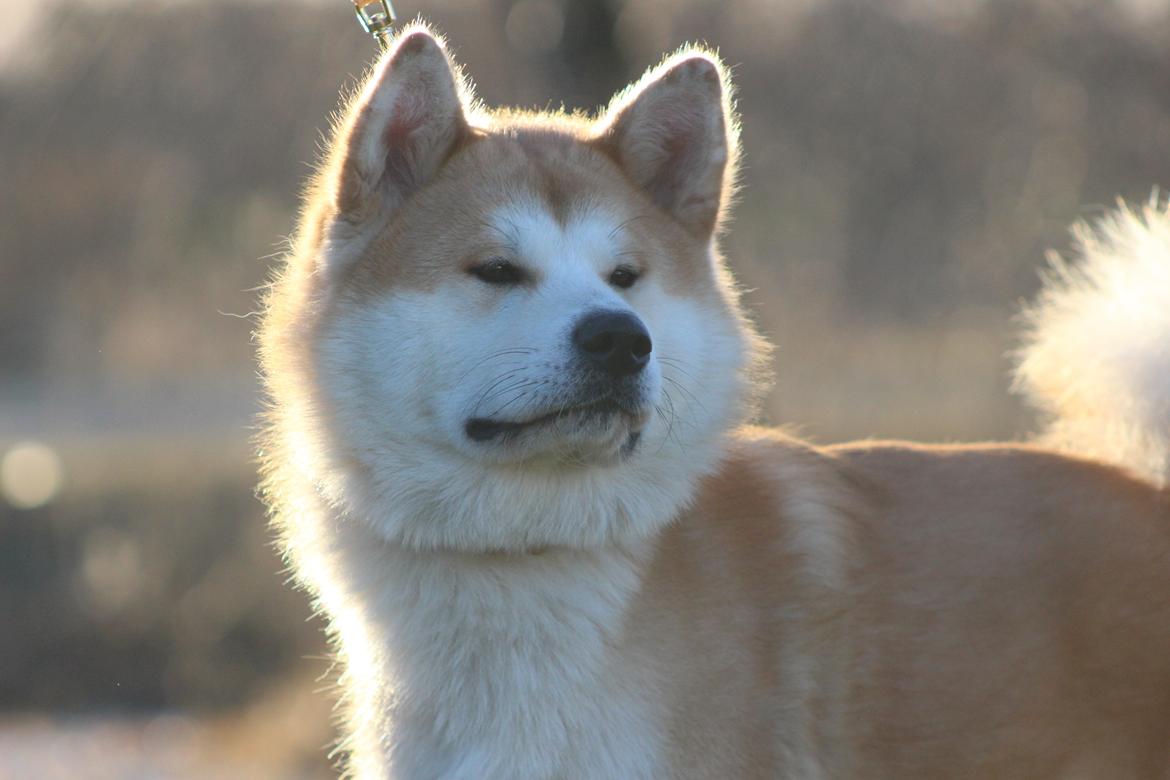 Akita inu Akihiko billede 1