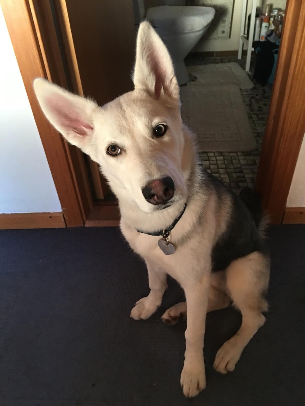 Alaskan husky Skæbnens Cille *RIP* billede 18