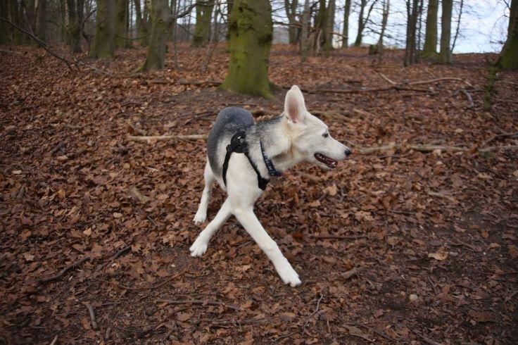 Alaskan husky Skæbnens Cille *RIP* billede 23