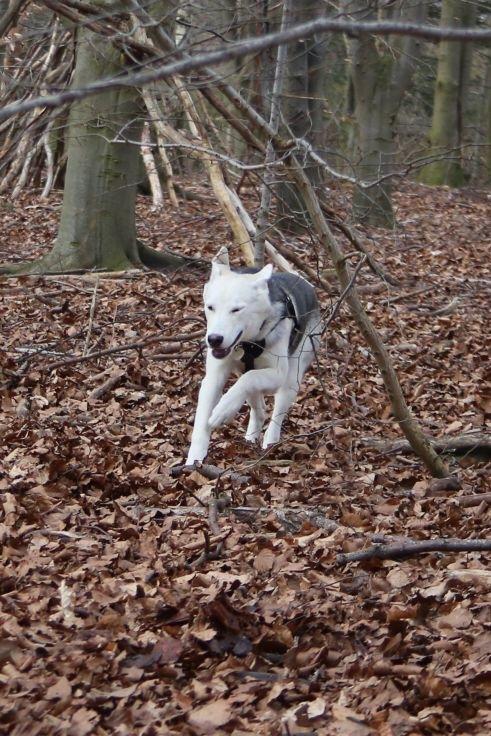 Alaskan husky Skæbnens Cille *RIP* billede 24