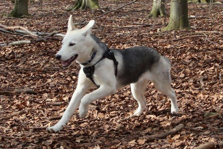 Alaskan husky Skæbnens Cille *RIP* billede 27